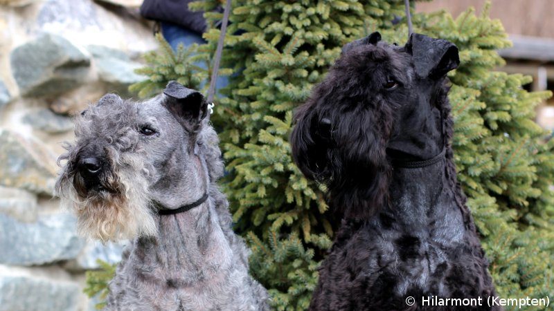 Kerry Blue terrier – opis pasme